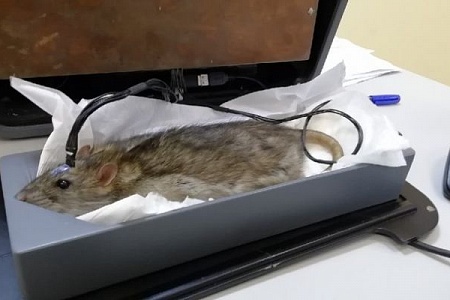 В новгородском сельхозинституте проведут экспериментальную диагностику онкозаболеваний с помощью крыс